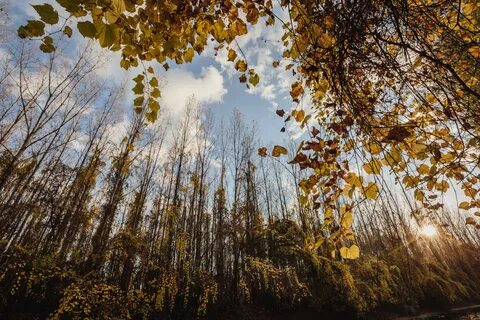 Free picture: season, nature, autumn, wood, leaf, forest, tree, trees, plan...