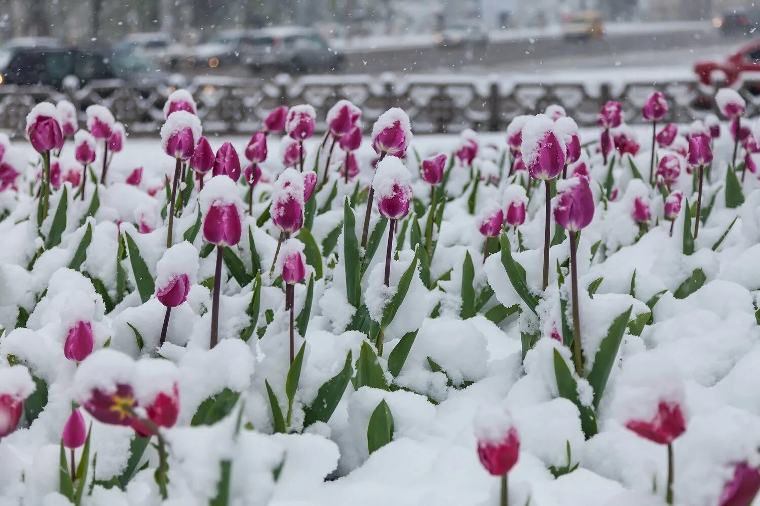 Где в марте снег. Цветы зимой. Цветы в снегу. Вена в снегу.