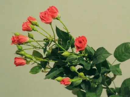 Как называется розы на ветке