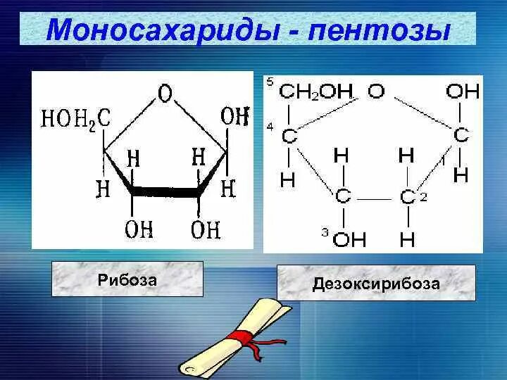 Формула Глюкозы пентозы. Глюкоза и рибоза. Рибоза группа углеводов. Глюкоза рибоза фруктоза формула. К моносахаридам относятся фруктоза