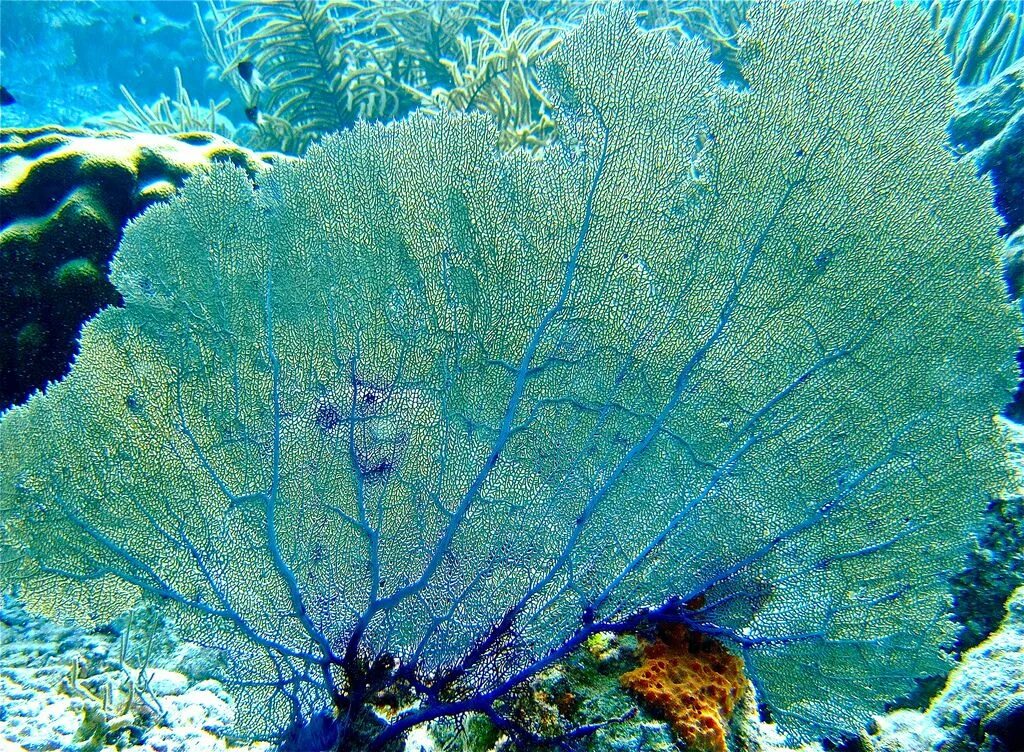Coral blue. Коралл Акори. Голубой коралл Акори. Голубая водоросль Ланаблю. СФЕРОПЛЕЕВЫЕ водоросли.