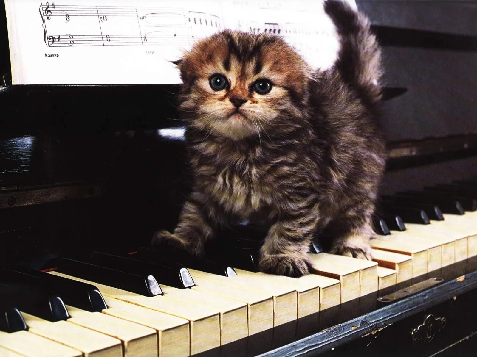 Музыкальных кошечек. Пианино «котёнок». Музыкальные коты. Кот на пианино. Кот за роялем.