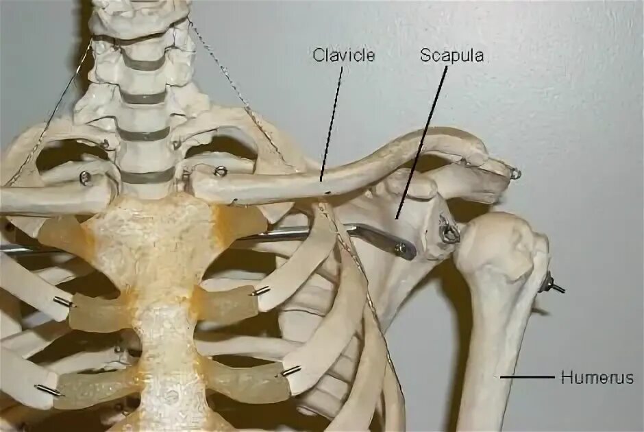 Linea trapezoidea claviculae