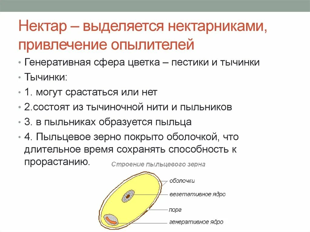 Выделение нектара. Генеративная сфера цветка это. Нектарники строение. Выделение у растений нектарники. Генеративная клетка пыльцевого зерна.