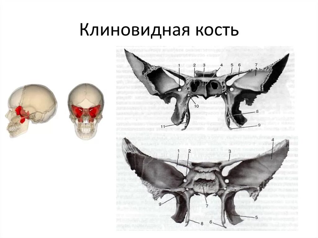 Кость бабочка. Клиновидная кость черепа анатомия. Клиновидная кость анатомия Синельников. Клиновилная часть черепа. Клиновидная кость черепа анатомия строение.