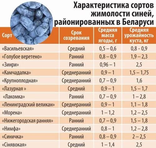 Жимолость сроки созревания