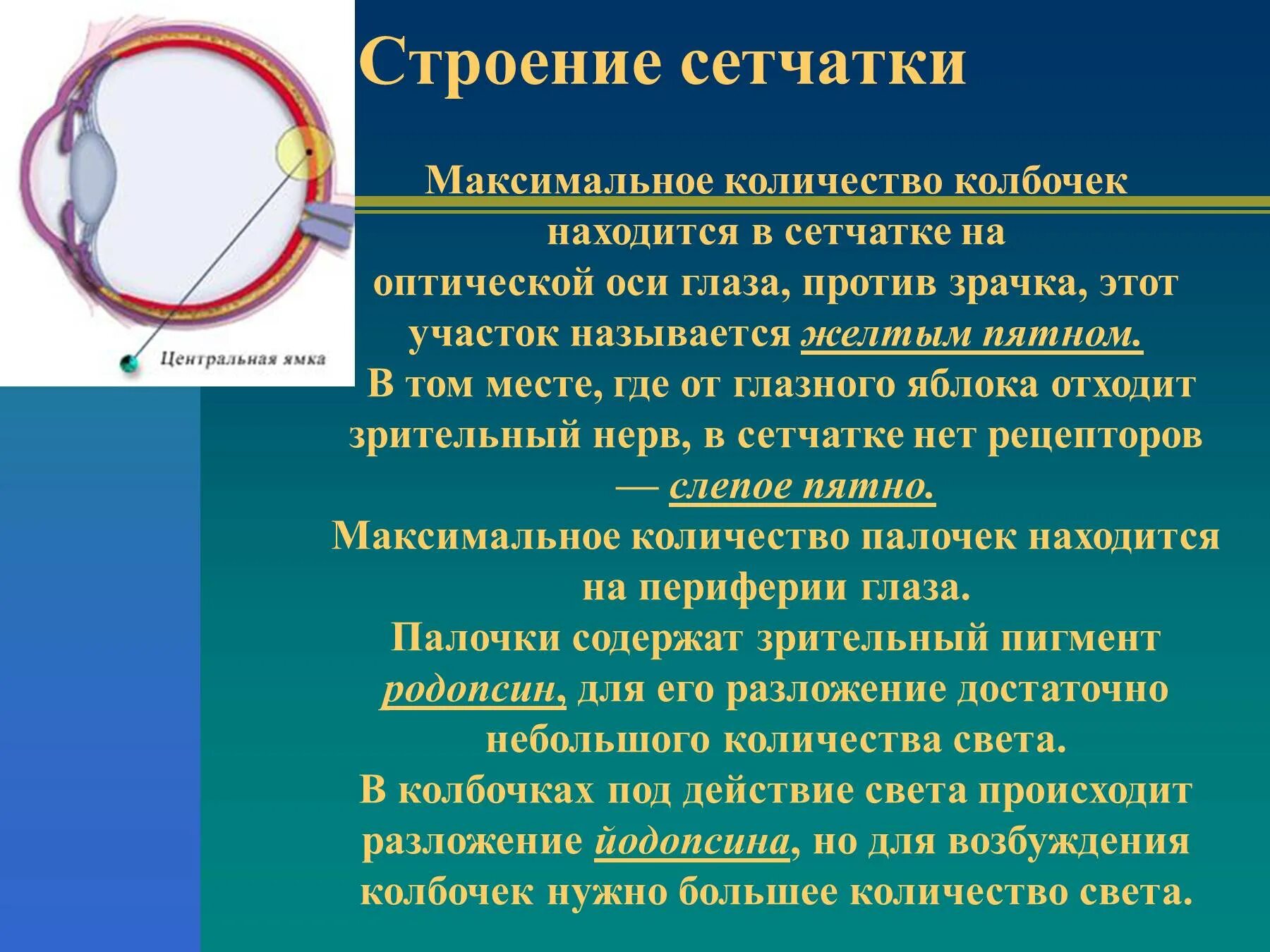 Строение зрительного анализатора биология 8. Слайды зрительный анализатор. Зрительный анализатор сетчатка. Зрительный анализатор презентация.