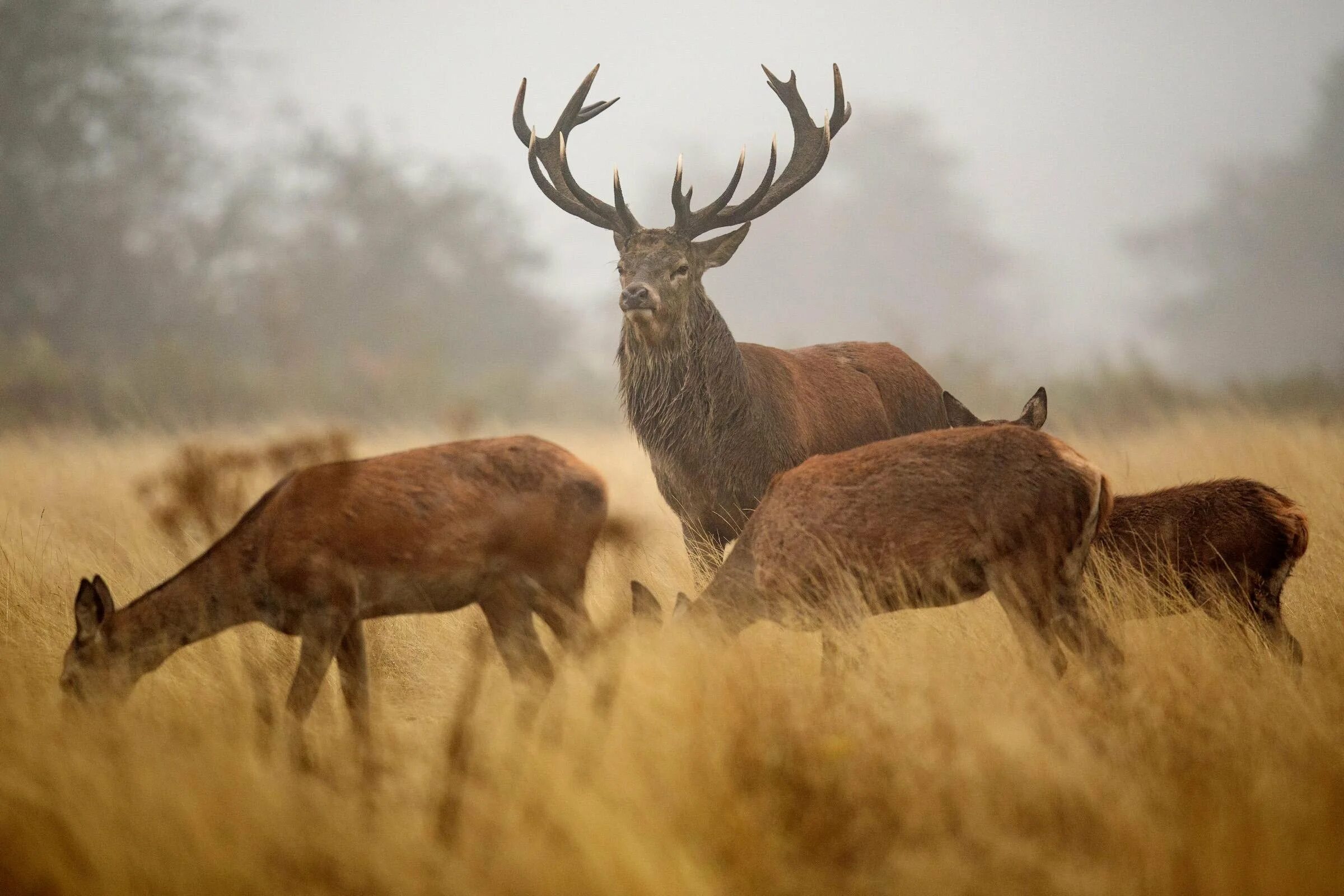 Королевский ричмонд парк. Олень в великобритании. Animals in great britain. Олени в ричмонд парке. Олени в англии.