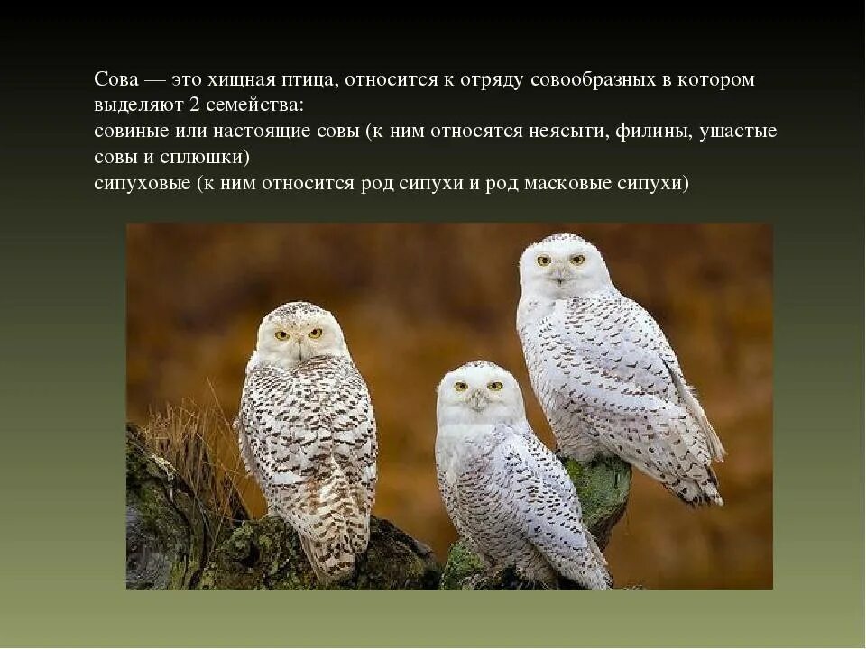 Птицы класс отряд семейство. Полярная Сова в Московском зоопарке. Отряд Совы. Отряд Совообразные представители. Совы птицы представители.