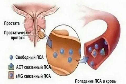 Слуга при собаках