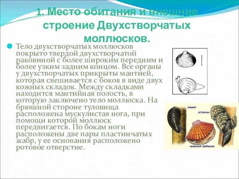 Тело моллюсков покрыто. Двухстворчатые строение раковины. Место обитания двухстворчатого моллюска. Строение ракушки двухстворчатые.