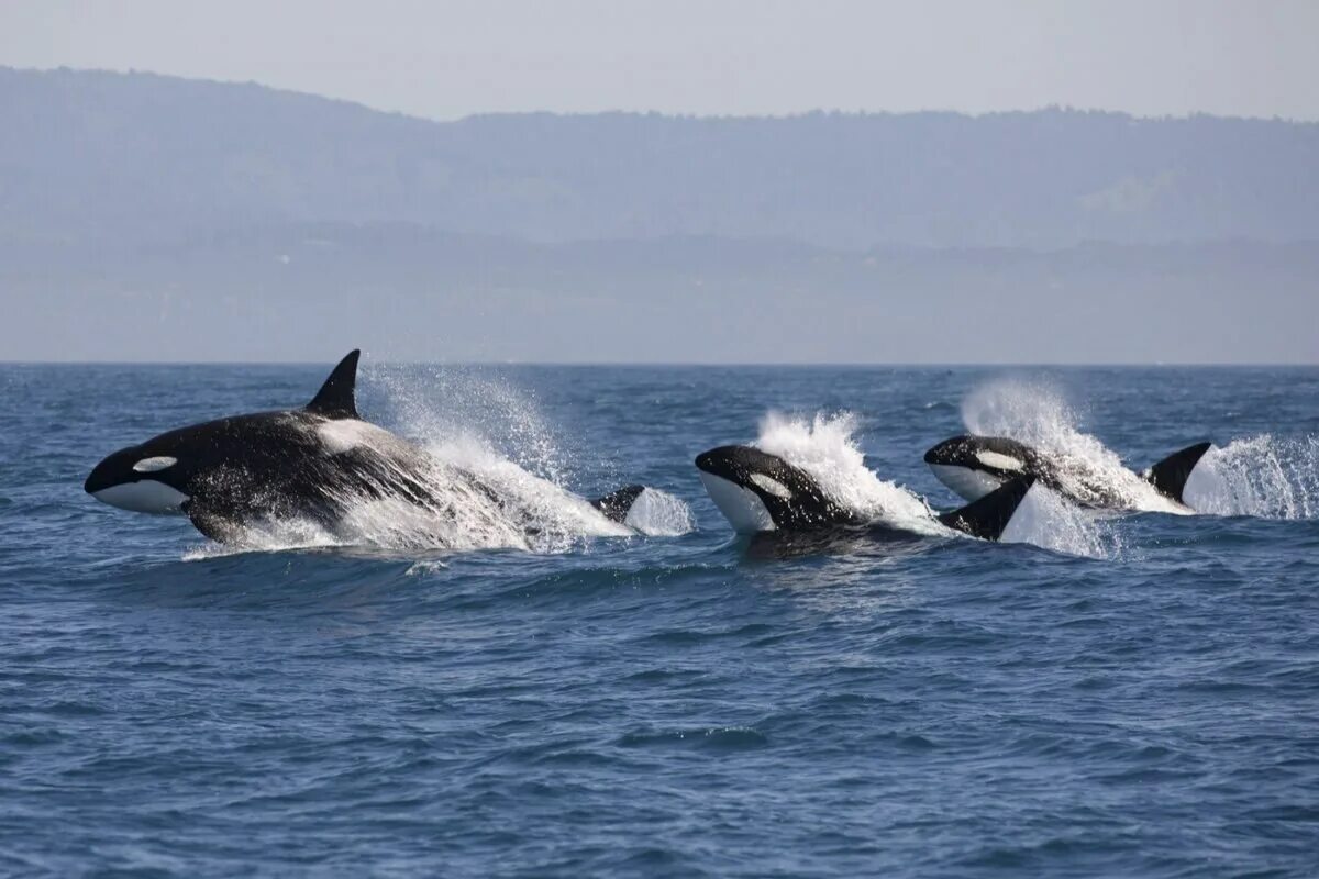 Касатка в антарктиде. Касатка меланист. Касатки на камчатке. Seaworld касатки. Три касатки.