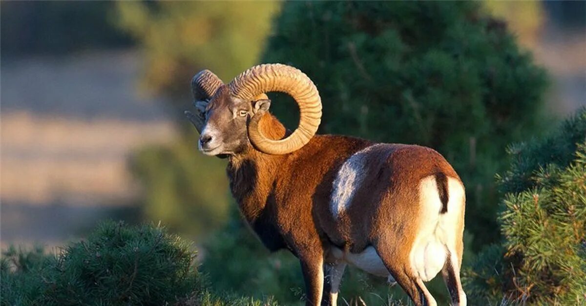 Фауной называется. Фауной называется. Разнообразие мира животных фауны 3 класс. Камчатский снежный баран толсторог. Фауной называется.