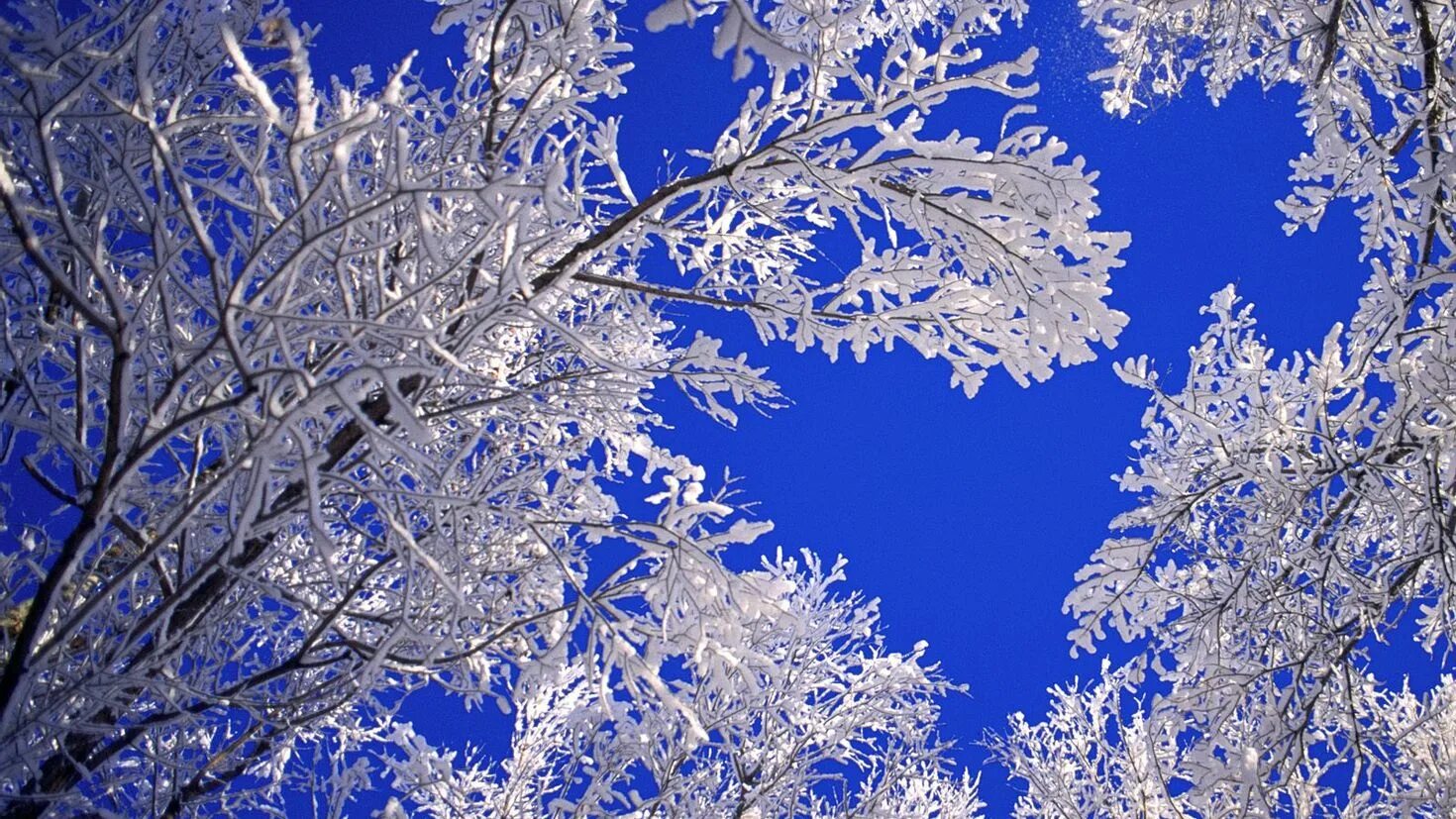 Зима утро пасмурно. Зима борется с осенью. Владимир бормотов зимние пейзажист. Зимний контраст черно белый. Деревья в снегу обои.