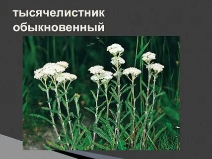 Систематика тысячелистника