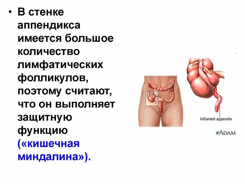 Роль аппендикса в организме. Какую функцию выполняет аппендикс. Аппендикс выполняет функцию. Аппендикс функции в организме человека. Функции червеобразного отростка.