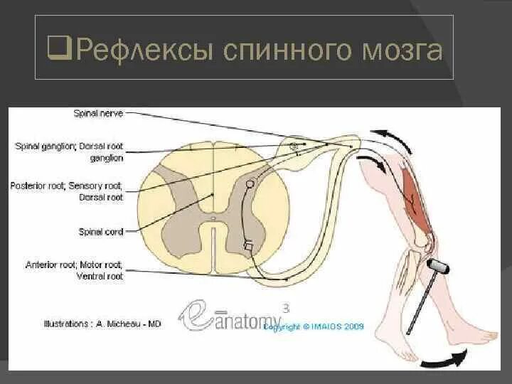 Спинальные рефлексы. Физиологический Тип рефлексов спинного мозга. Классификация рефлексов спинного мозга. Спинной мозг обеспечивает рефлексы.