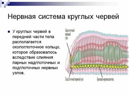 У круглых червей отсутствует система