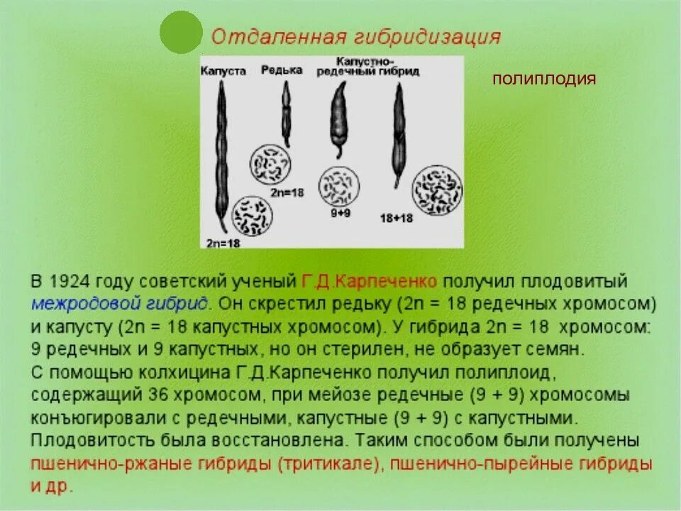 5 отдаленная гибридизация. Карпеченко полиплоидия растений. Капустно-редечный гибрид Карпеченко. Методы Карпеченко для получения капустно-редечного гибрида. Селекция редьки и капусты Карпеченко.