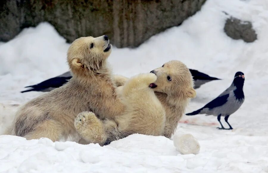 остров врангеля заповедник. белый мишка вк пенза. Bear programm. чем питается медвежонок беленький. белый медведь охотится.