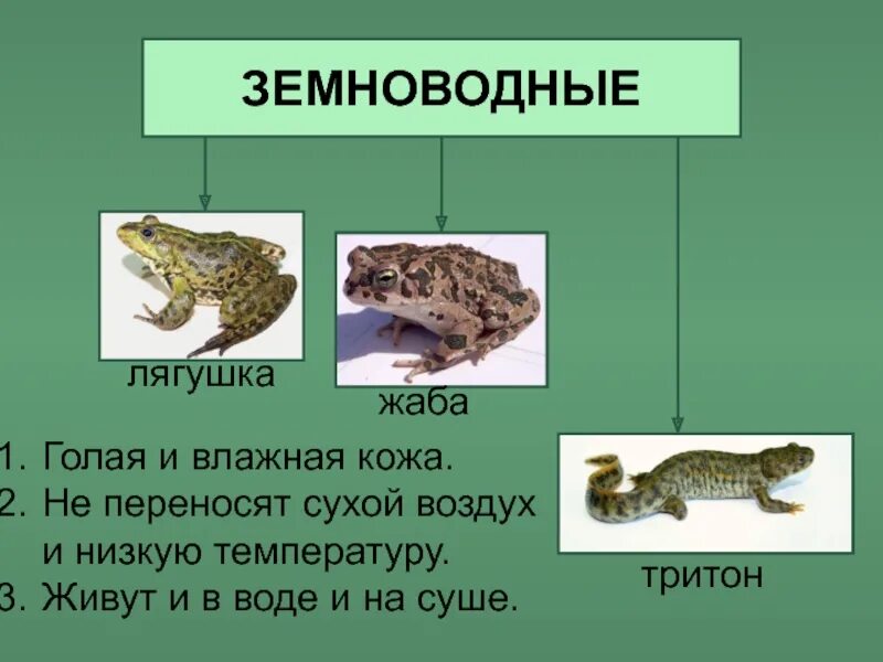 Приспособления земноводных в воде. Земноводные живу на суше. Позвоночные земноводные. Животные класса земноводных. Земноводные лягушки и Жабы.