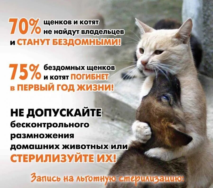 Тула помощь бездомным животным