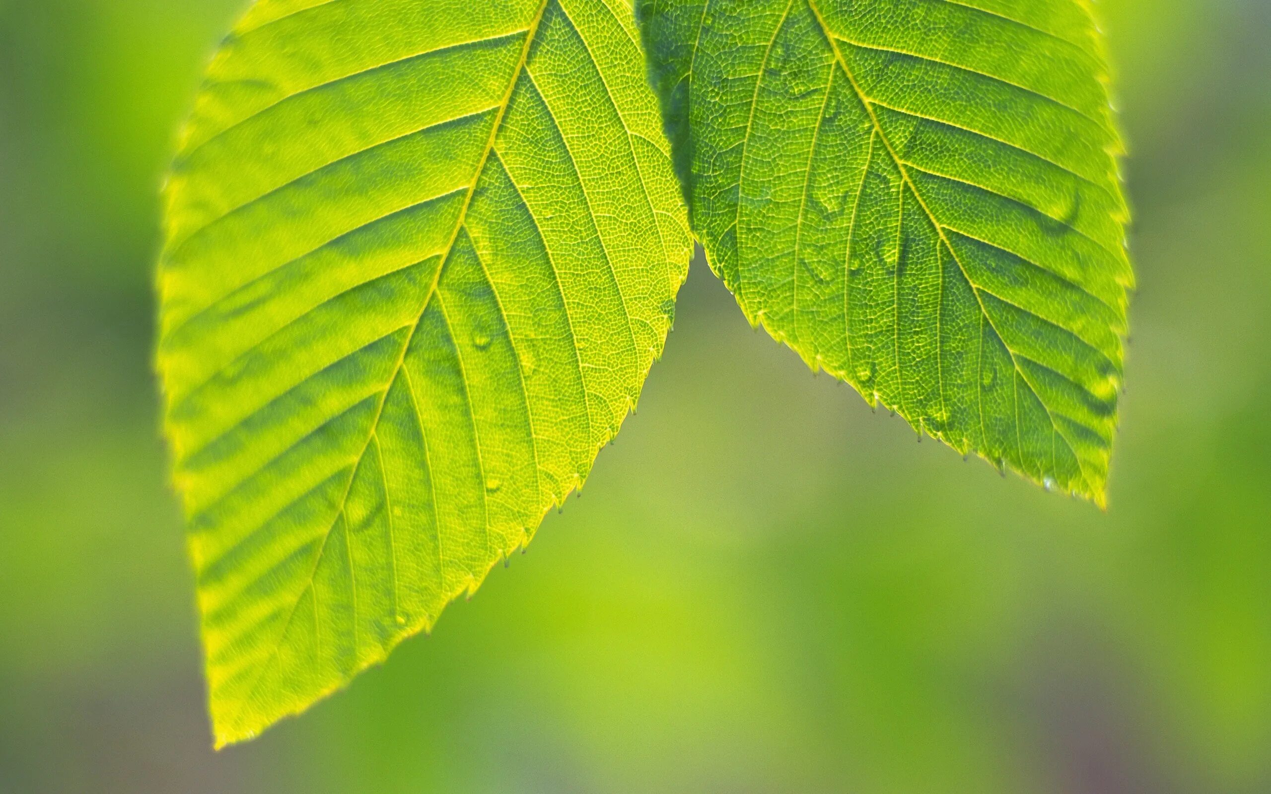 Natural leaves. Листья деревьев. Зеленый лист. Зеленые листочки. Красивые листья.