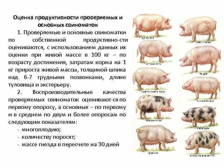 Показатели продуктивности свиноматок. Оценка воспроизводительной продуктивности свиноматки.. Оценка продуктивности проверяемых и основных свиноматок. Оценка продуктивности коров. Оценка свиней