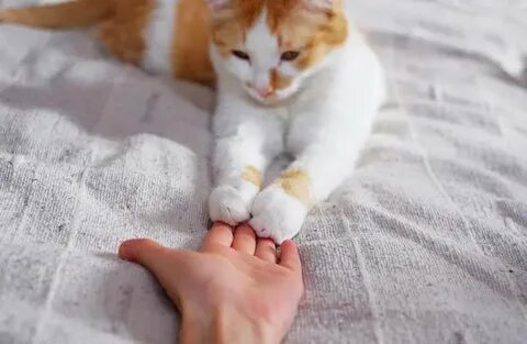 Котенок перебирает лапками
