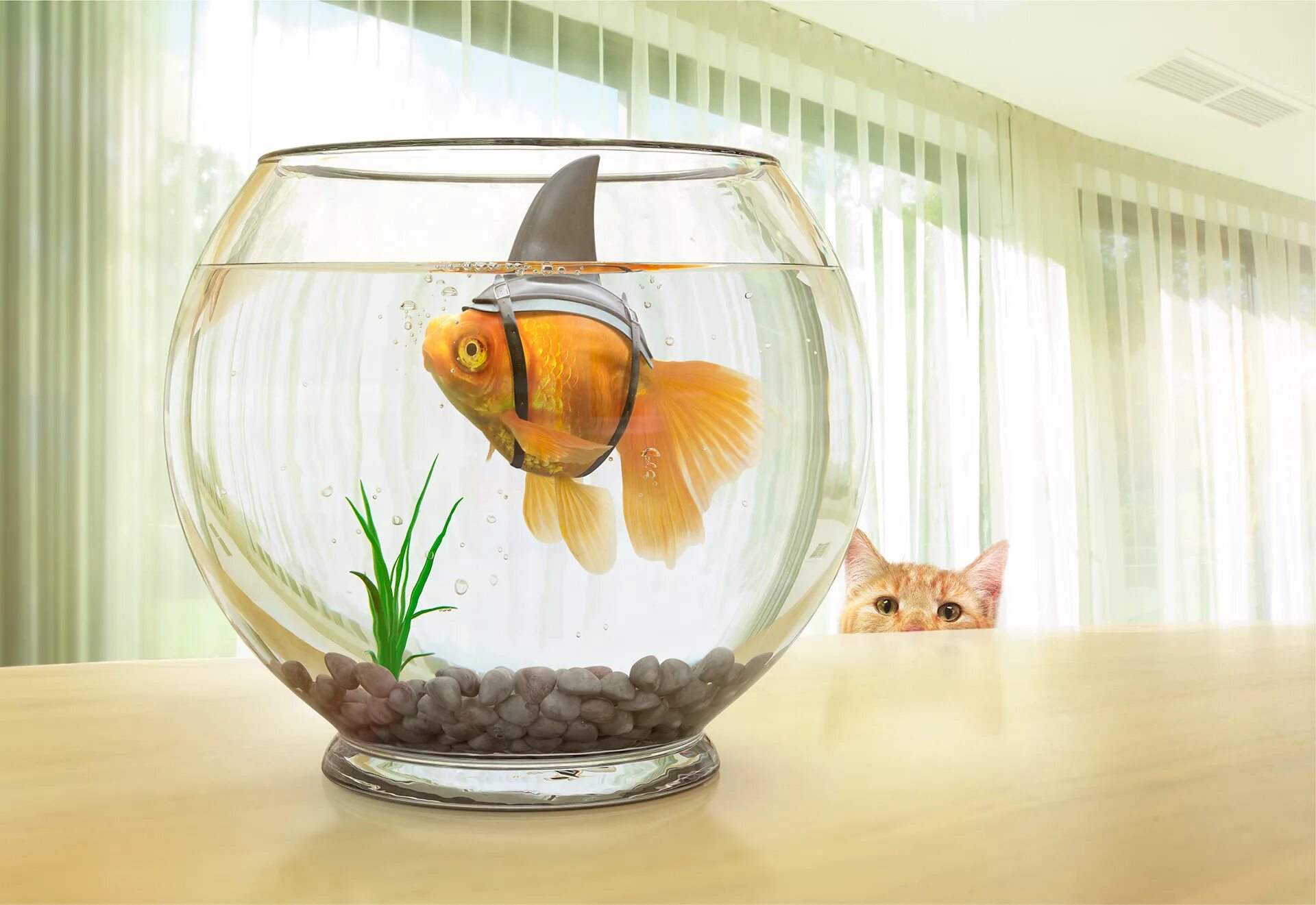 Pets fish. Рыбки для аквариума. Круглый аквариум с рыбками. Рыбки на столе в круглом аквариуме. Круглый аквариум в интерьере.