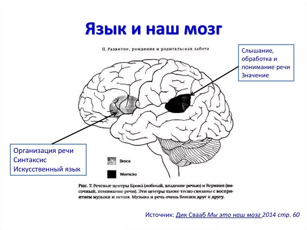 Связь языка и мозга. Мозг и речь. Связь между мозгом и языком. Язык и мозг взаимосвязь. Изучают ли мозг