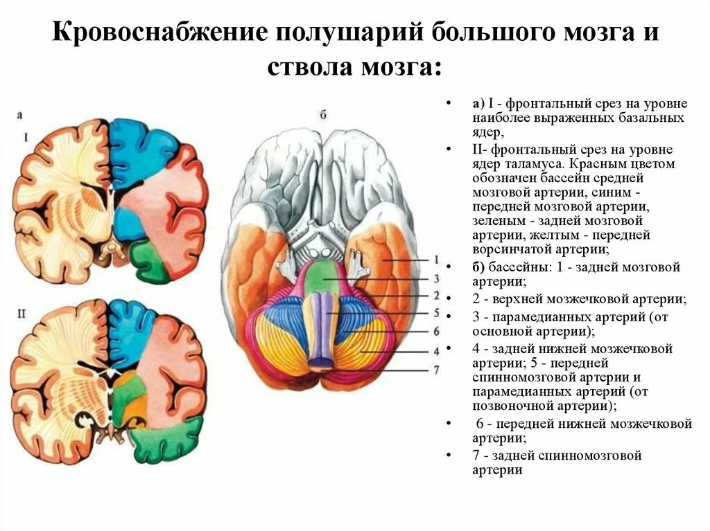 Базальные ядра бассейн кровоснабжения. Бассейн средней мозговой артерии кровоснабжает. Зоны кровоснабжения мозжечка. Бассейн передней мозговой артерии.