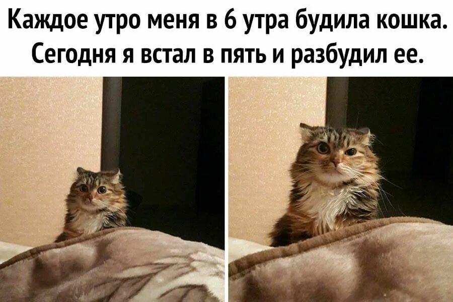 Кота разбудили. Котенок проснулся. Разбудил кошку. Утренний кот Мем.