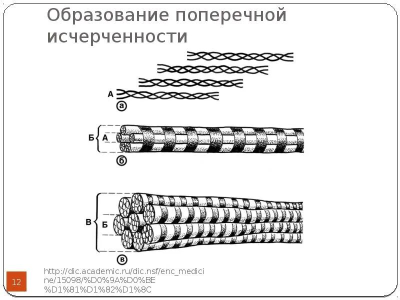 Имеет поперечную исчерченность. Поперечная исчерченность. поперечная исчерченность коллагеновых волокон обусловлена. почему появляется поперечная исчерченность.