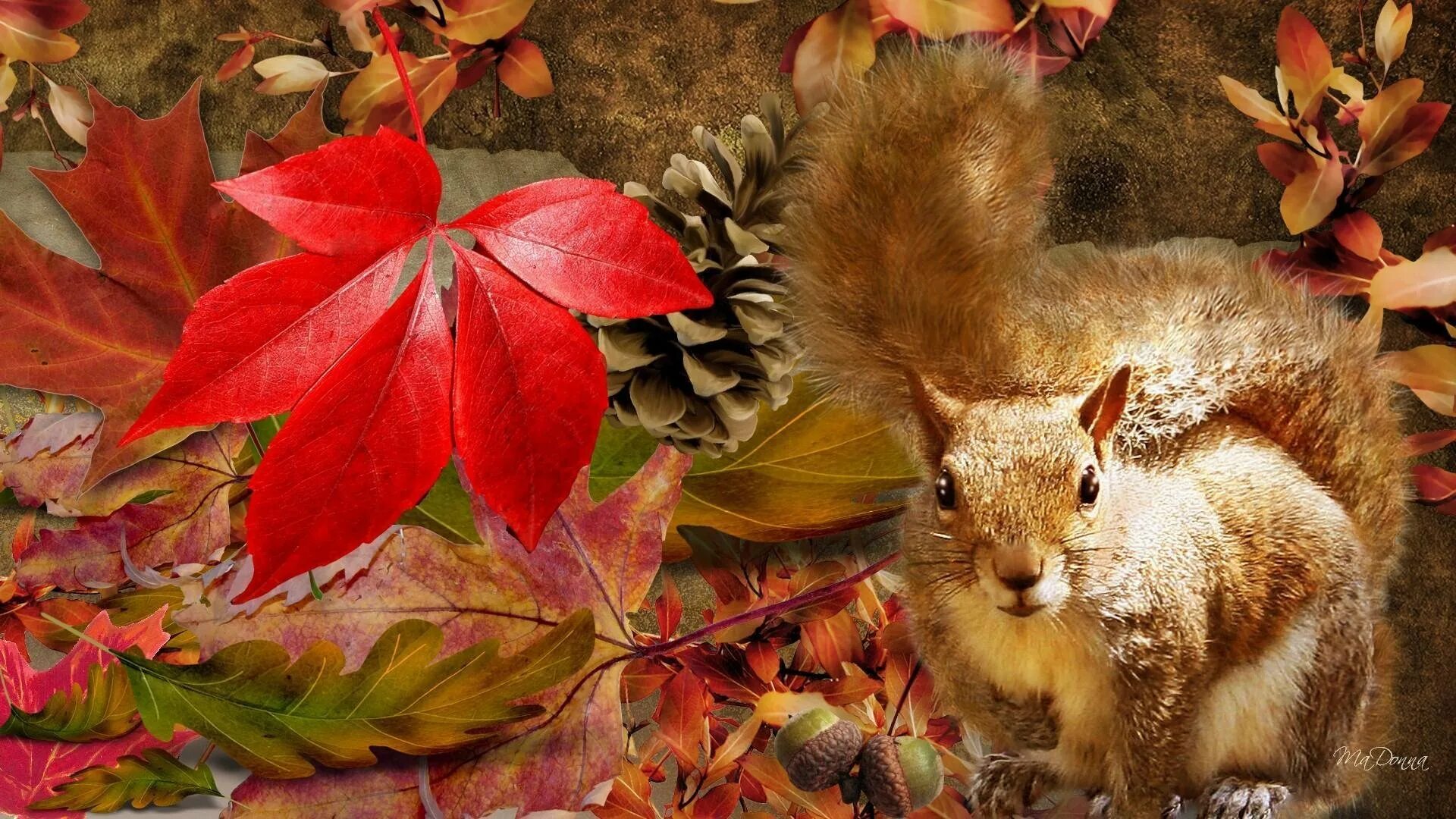 Новые красивые осенние картинки. Осенние обои. Осенняя заставка на рабочий стол. Животные осенью. Сказочная осень.