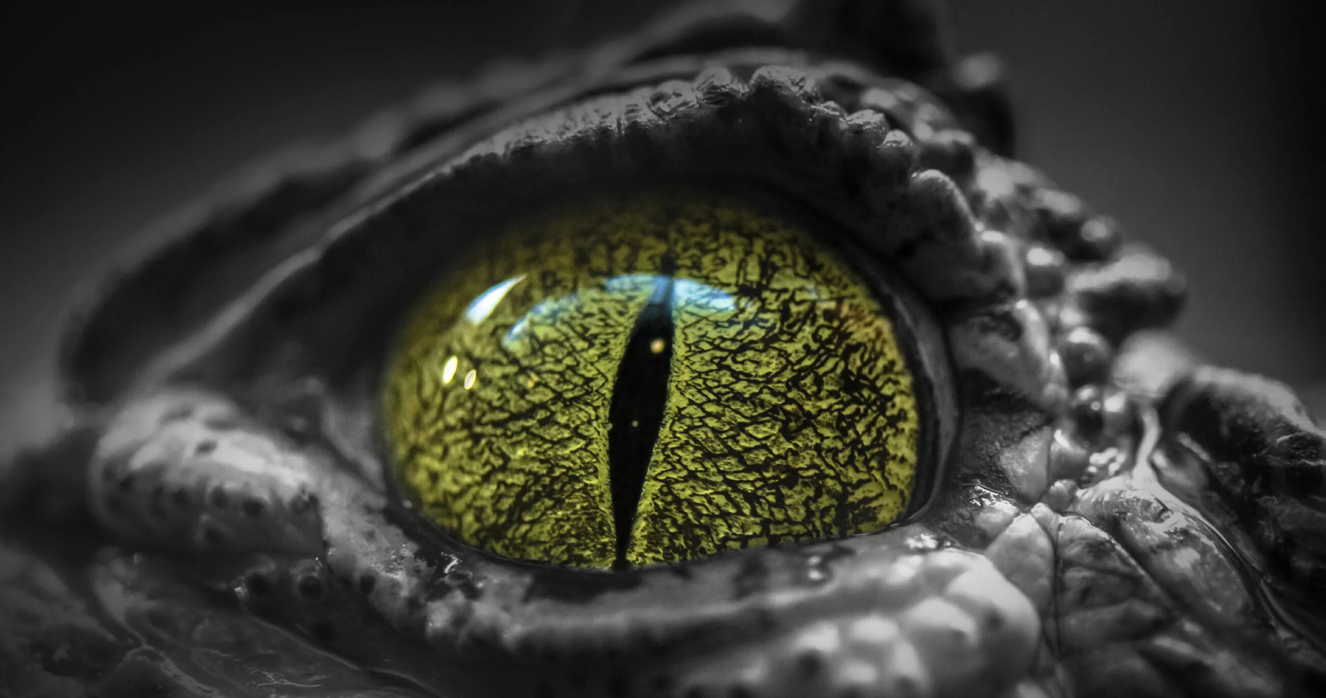 фильм хищник 2018 предатор. глаз аллигатора. Predatory eyes. заставка на рабочий стол тигр. зрачок хищника.