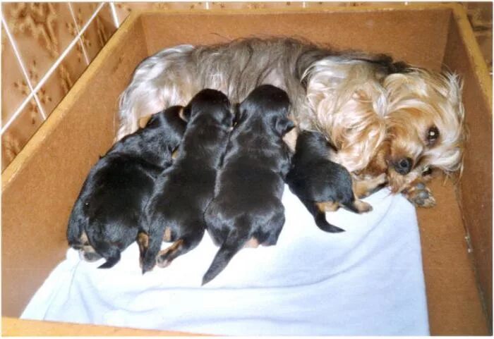 Сколько кормить йорка в день. Йоркширский терьер щенок 1 месяц. Йоркширский терьер мама с щенками. Беременные собаки Ерки.