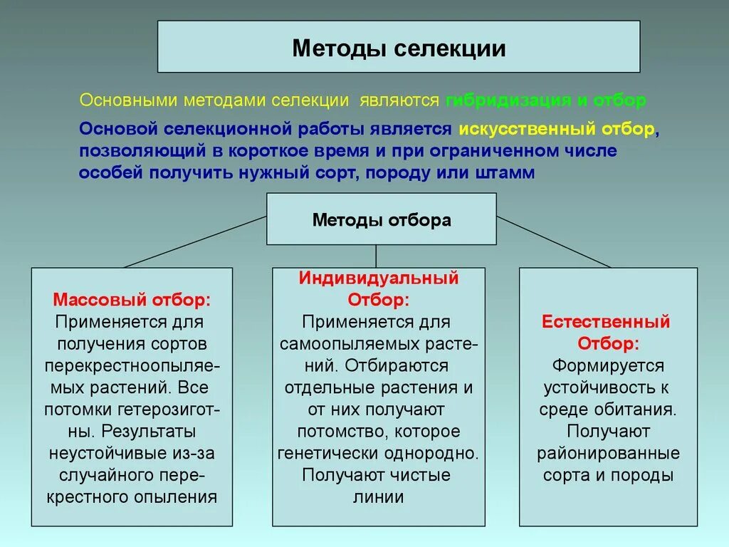 Основные методы селекции: гибридизация, искусственный. Методы селекции растений искусственная гибридизация. Методы Общие для селекции растений и животных таблица. Метод селекции искусственный отбор. Описание методов селекции растений