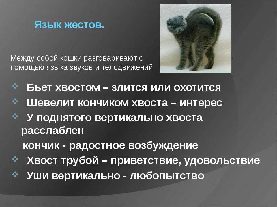 Поговори на кошачьем. Хвост кошки. Поведение кошек. Движение хвоста кошки. Что говорит кошачий хвост.