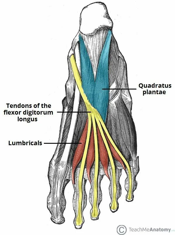 Quadratus Plantae. Червеобразные мышцы стопы. Quadratus Plantae мышца. M Quadratus Plantae стопа.