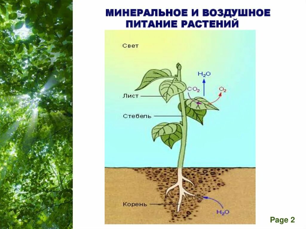 Фотосинтез дыхание минеральное питание растений. Минеральное питание растений фотосинтез. Миндальное питание растений. Воздушное и Корневое питание растений. Воздушное питание растений.