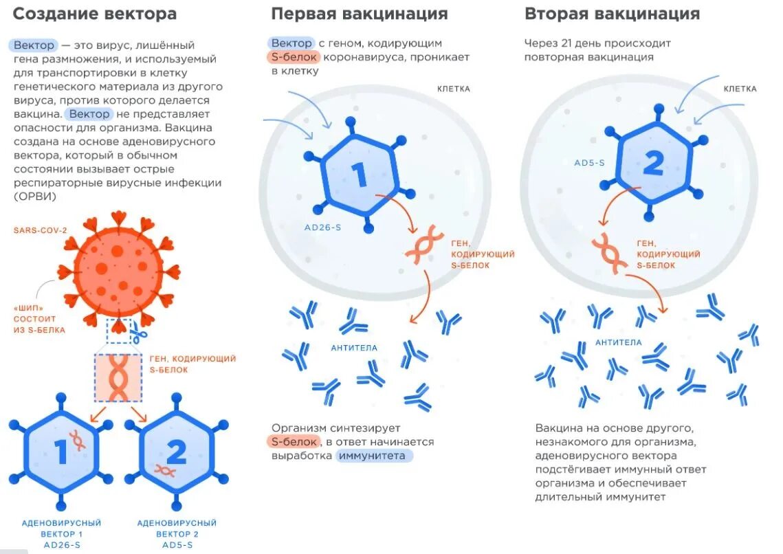 Первая вакцина от коронавируса. Принцип действия вакцины Спутник v. Схема действия вакцины Спутник v. Схема действия векторной вакцины. Механизм действия векторной вакцины.