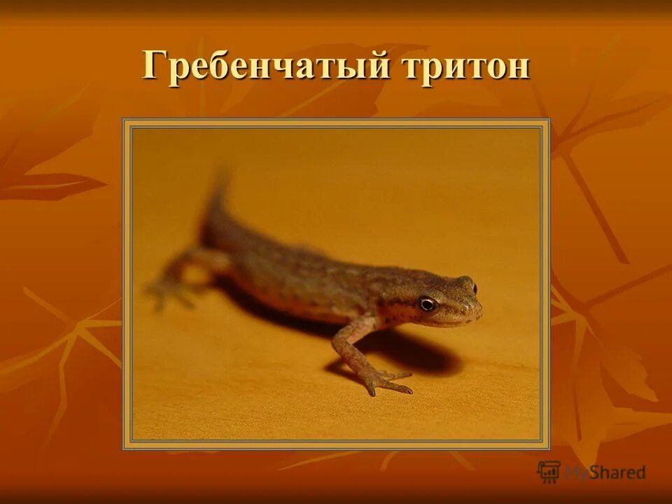 Отряд хвостатые тритон гребенчатый. Гребенчатый тритон класс. Гребенчатый тритон. Гребенчатый тритон внешнее строение. Тритон обыкновенный и тритон гребенчатый.