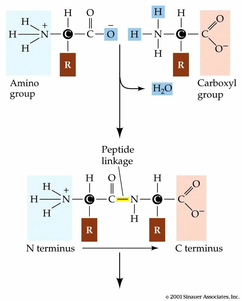 Пептидные связи есть в. Образование пептидной связи между аминокислотами реакция. Пептидная связь аминокислот. Пептидная связь структура белка. Схема первичной структуры молекулы белка пептидная связь.