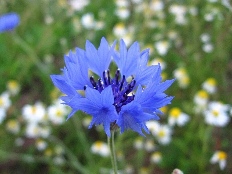 Василек поет ромашка. Василек цветы. Василек синий (Centaurea cyanus). Василек полевой. Василек ,Ромашка,одуванчик,колокольчик,Медуница.