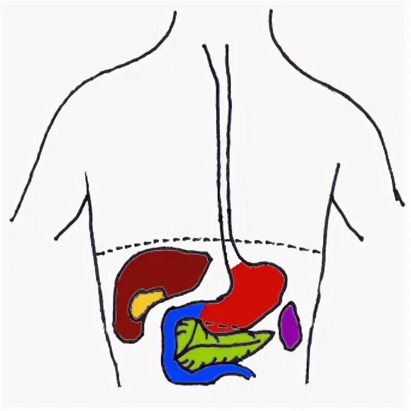 Где находится печень у человека. Расположение внутренних органов человека печень. Схема расположения печени у человека. С какой стороны печень слева или справа