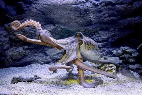 Осьминог охотится