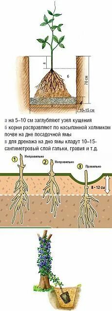 Можно ли заглублять огурцы. Клематисы корневая. Клематис посадка в открытый грунт. Посадка клематисов весной в открытый грунт. Клематис схема посадки.