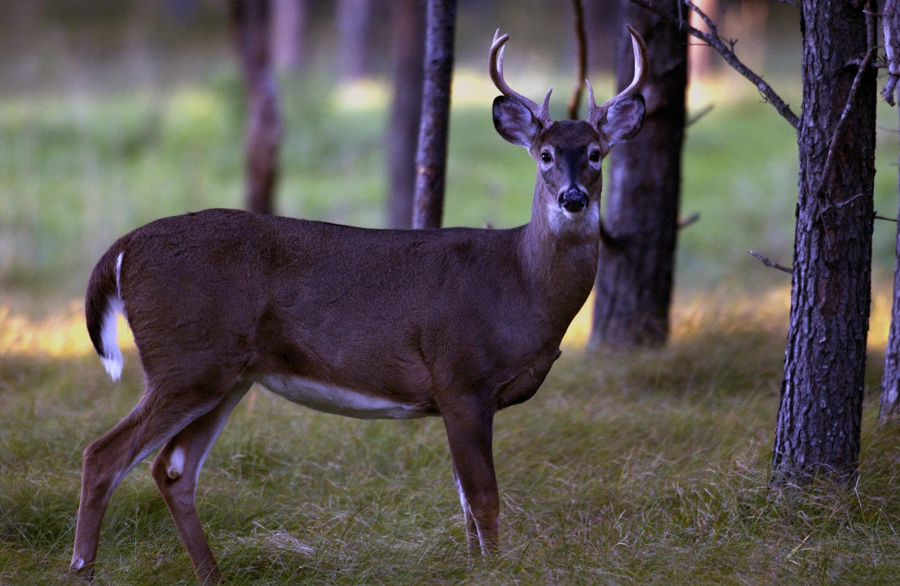 северный олень на байкале. животное семейства оленей 7 букв. вилорог северная америка. олененок мунтжак. Muntiacus muntjak.