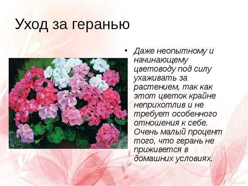 Описание цветка герань комнатная. Описание стебля герани. Полиантовая герань. Пеларгония описание растения. Герань кратко